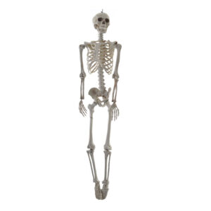 Large Hanging Skeleton (Life Size)